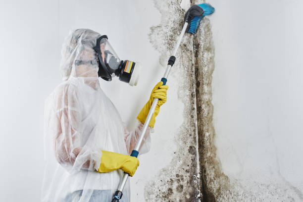 Hoopers Creek, NC Mold Removal Company