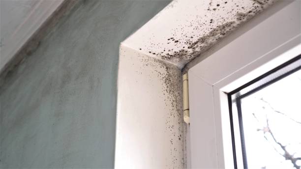 Crawl Space Mold Removal in Hoopers Creek, NC