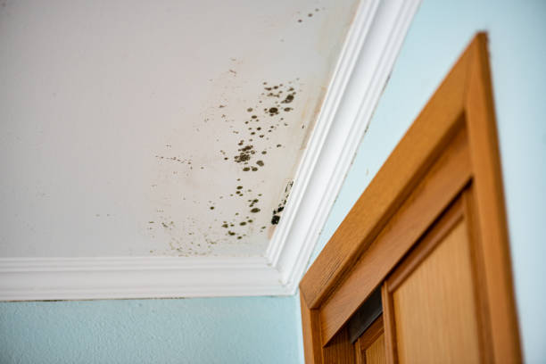 Mold Removal Process in Hoopers Creek, NC