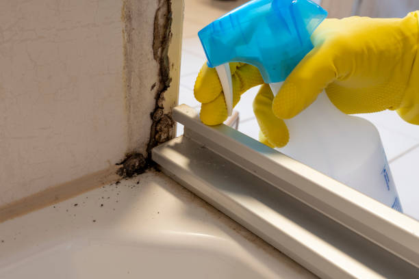 Best Local Mold Removal Service  in Hoopers Creek, NC
