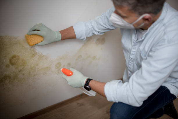 Best Commercial Mold Removal  in Hoopers Creek, NC