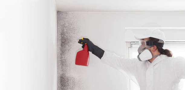 Best Mold Cleaning Services  in Hoopers Creek, NC