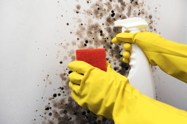 Best Black Mold Removal  in Hoopers Creek, NC