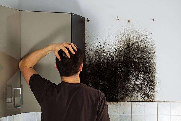 Best Professional Mold Removal  in Hoopers Creek, NC