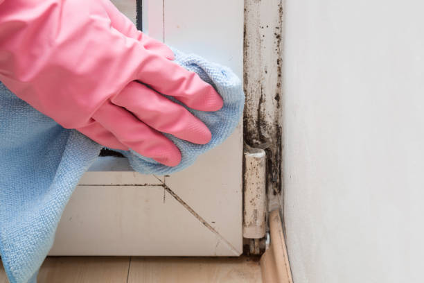 Best Best Mold Removal Companies  in Hoopers Creek, NC