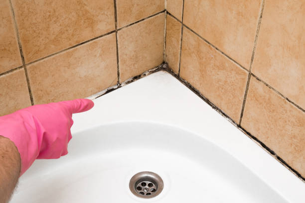 Reliable Hoopers Creek, NC Mold Removal Solutions