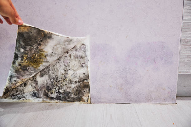 Best Mold Removal Process  in Hoopers Creek, NC